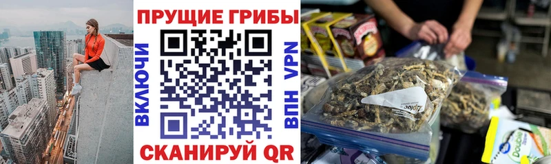 Галлюциногенные грибы Psilocybe  Ужур 